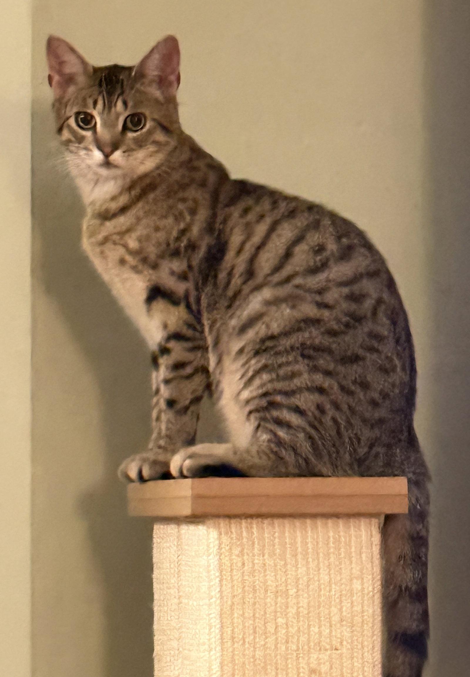 Enlarge Toona, a Adoptable mixed breed in Ranson, WV image 3/3