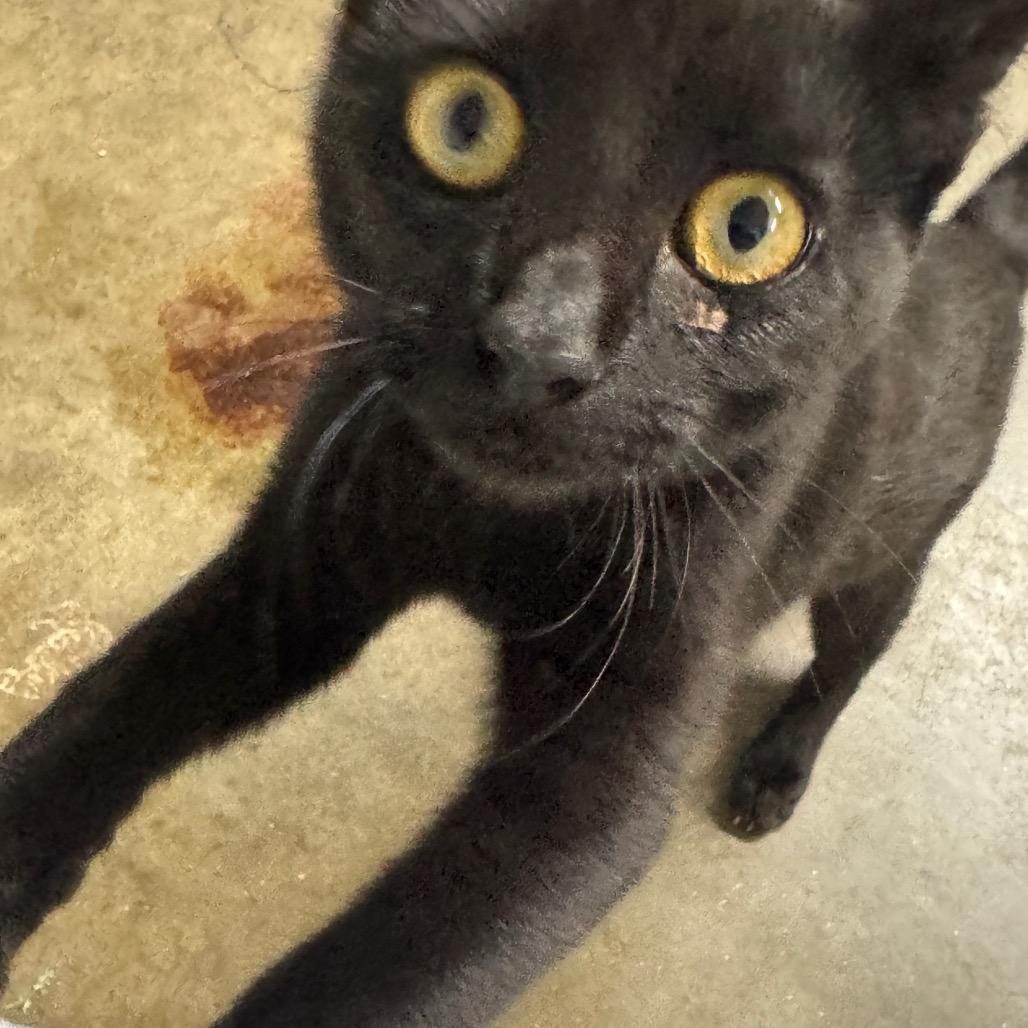 Kaplan, Adoptable, Kitten Female Domestic Short Hair.