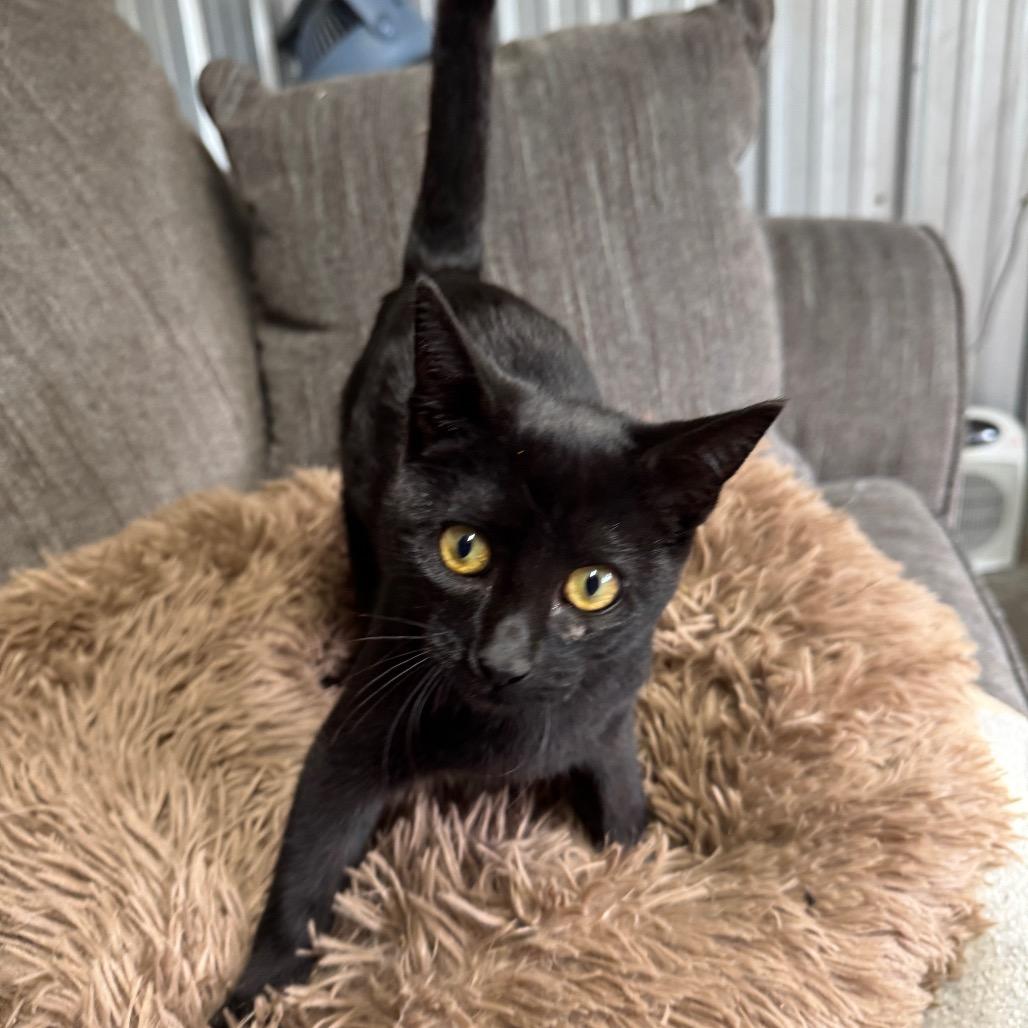 Enlarge Kaplan, a Adoptable Domestic Short Hair in Pinson, TN image 2/6