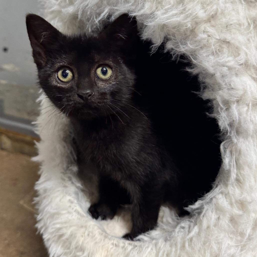 Enlarge Kaplan, a Adoptable Domestic Short Hair in Pinson, TN image 1/2