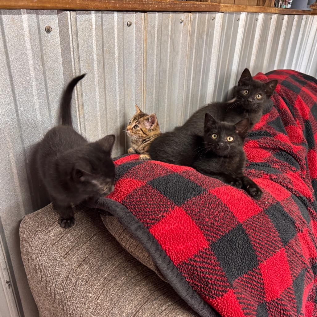 Enlarge Kaplan, a Adoptable Domestic Short Hair in Pinson, TN image 2/2