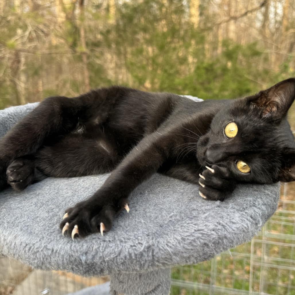 Enlarge Kaplan, a Adoptable Domestic Short Hair in Pinson, TN image 5/6