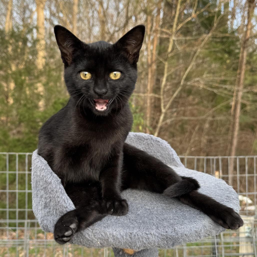 Enlarge Kaplan, a Adoptable Domestic Short Hair in Pinson, TN image 6/6