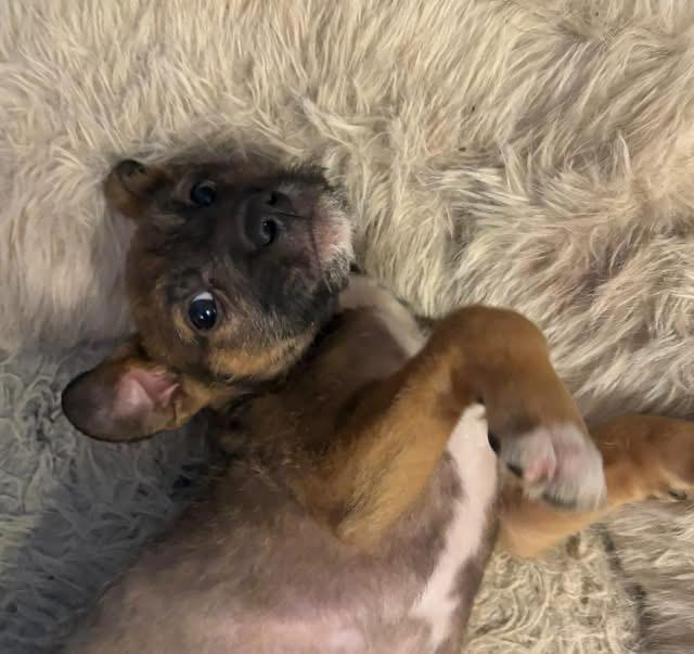 Enlarge Marko, a ADOPTABLE mixed breed in Woodbury, NJ image 2/2