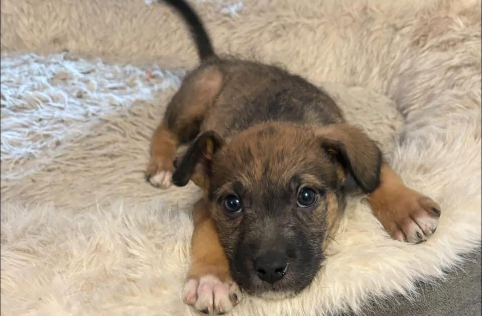 Marko, ADOPTABLE, Puppy Male Poodle & Wirehaired Terrier.