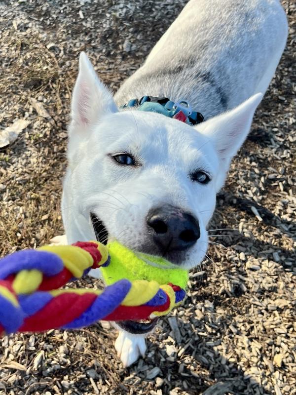 Biscotti, Adoptable, Adult Female Siberian Husky.
