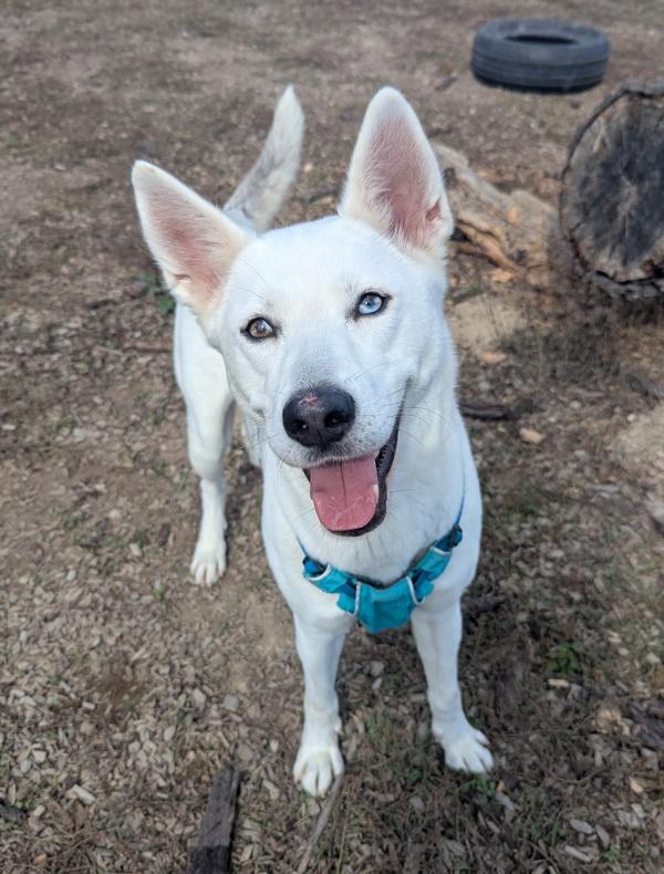 Enlarge Biscotti, a Adoptable mixed breed in Santa Rosa, CA image 2/6