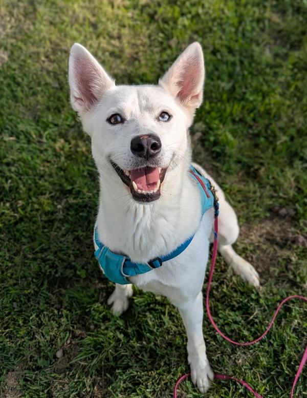 Biscotti, Adoptable, Adult Female Siberian Husky.