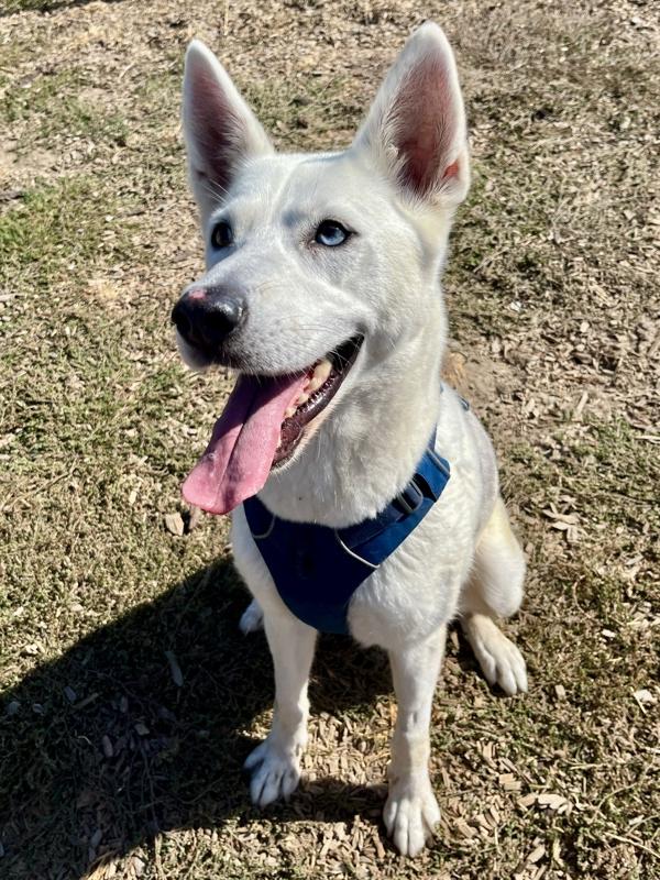 Enlarge Biscotti, a Adoptable mixed breed in Santa Rosa, CA image 2/6