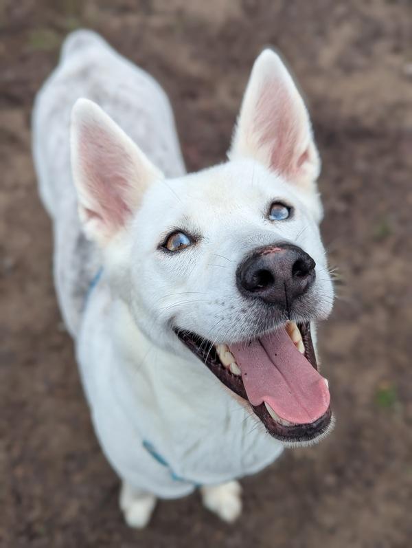 Enlarge Biscotti, a Adoptable mixed breed in Santa Rosa, CA image 5/6