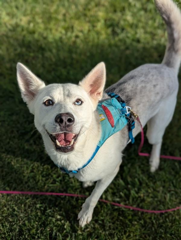 Enlarge Biscotti, a Adoptable mixed breed in Santa Rosa, CA image 5/6