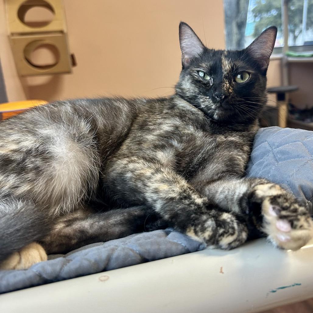 Missy Elliot, Adoptable, Adult Female Domestic Short Hair.