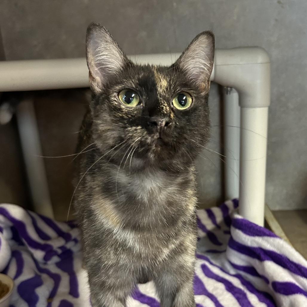 Enlarge Missy Elliot, a Adoptable Domestic Short Hair in Port Richey, FL image 3/6