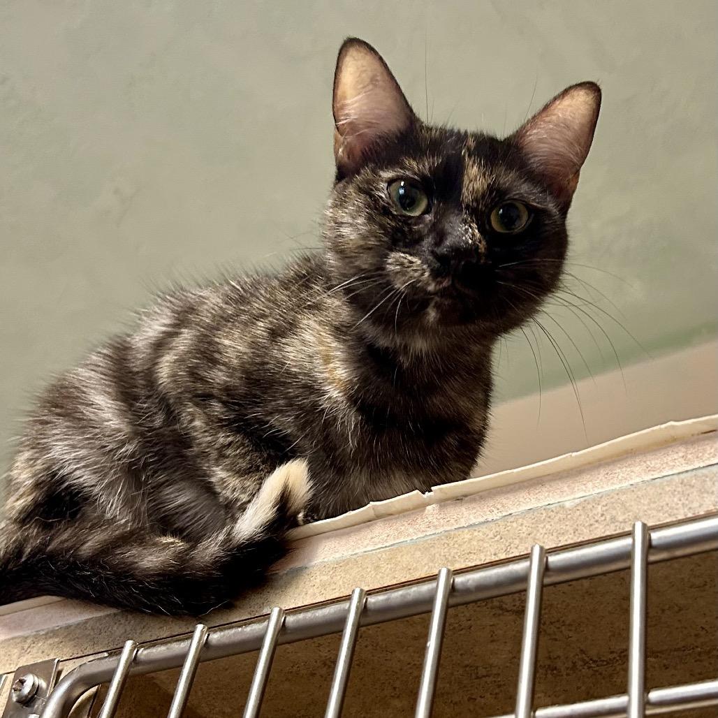 Enlarge Missy Elliot, a Adoptable Domestic Short Hair in Port Richey, FL image 4/6