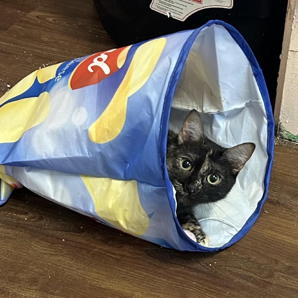 Enlarge Missy Elliot, a Adoptable Domestic Short Hair in Port Richey, FL image 6/6