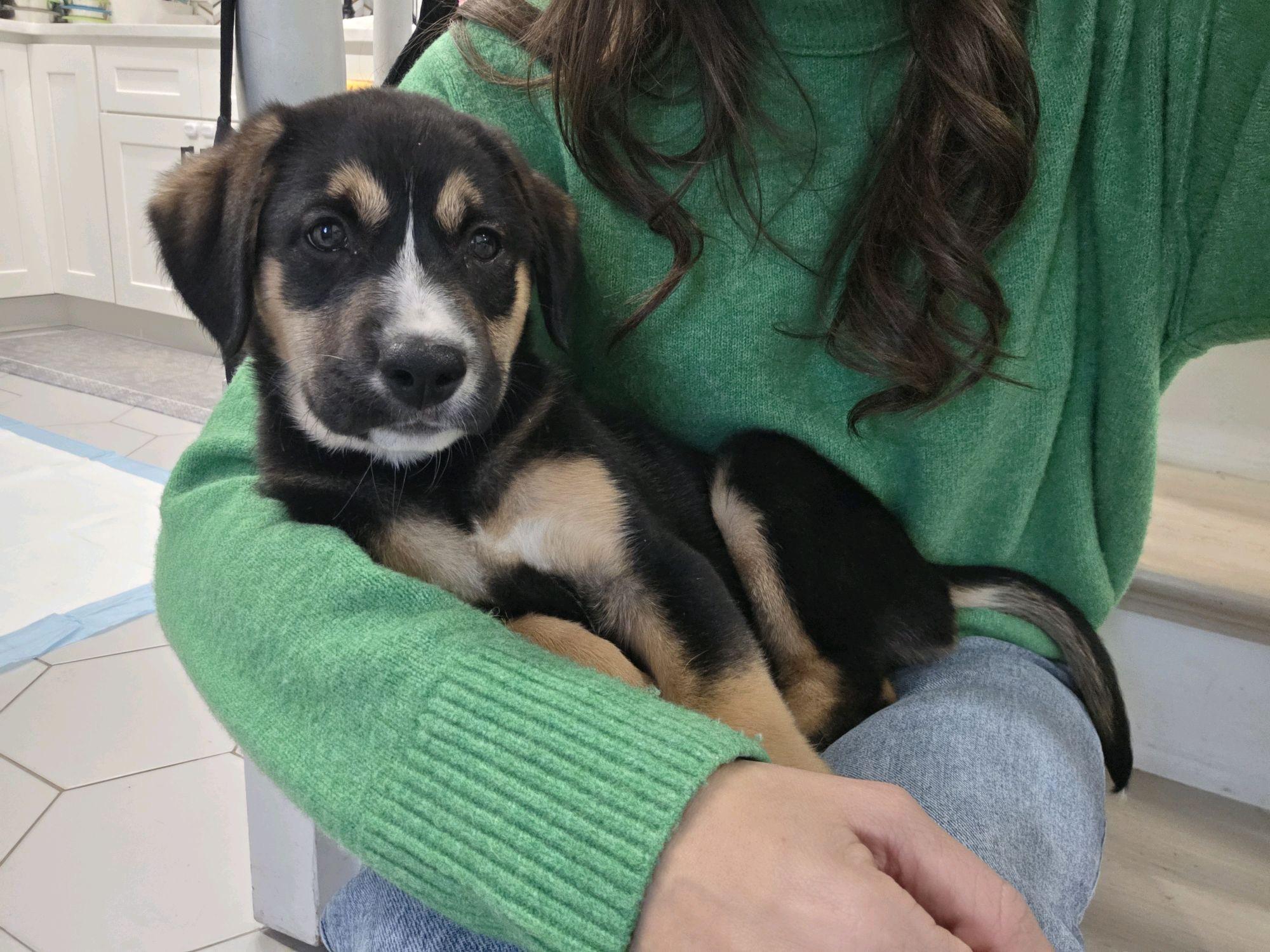 Enlarge Taft, a Adoptable mixed breed in Copiague, NY image 2/6