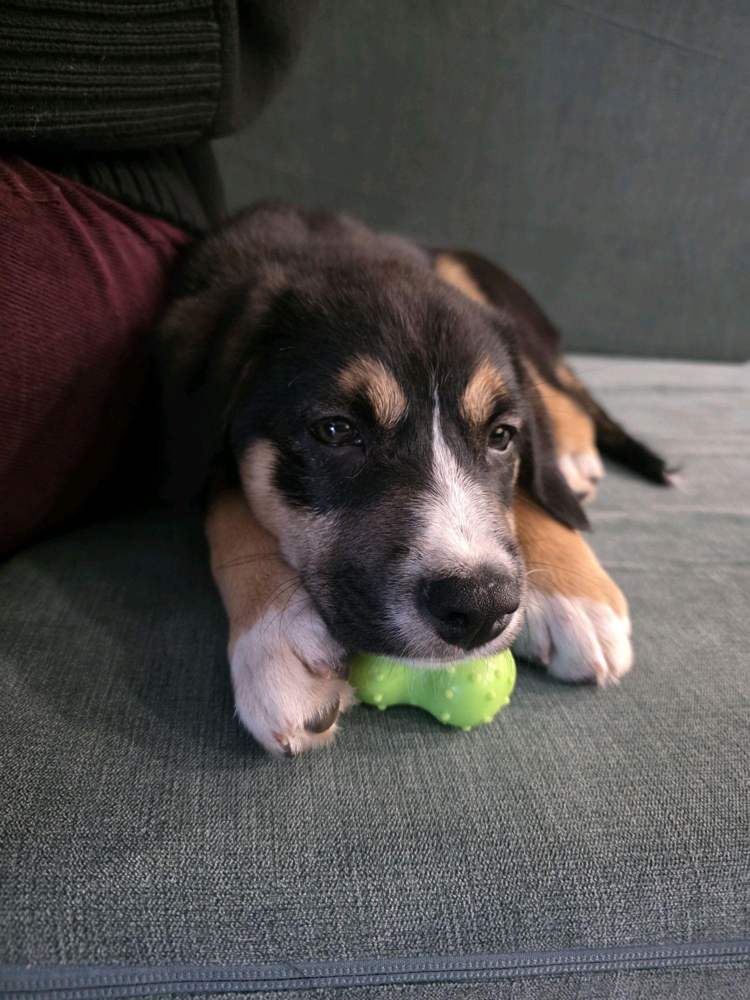 Enlarge Taft, a Adoptable mixed breed in Copiague, NY image 6/6