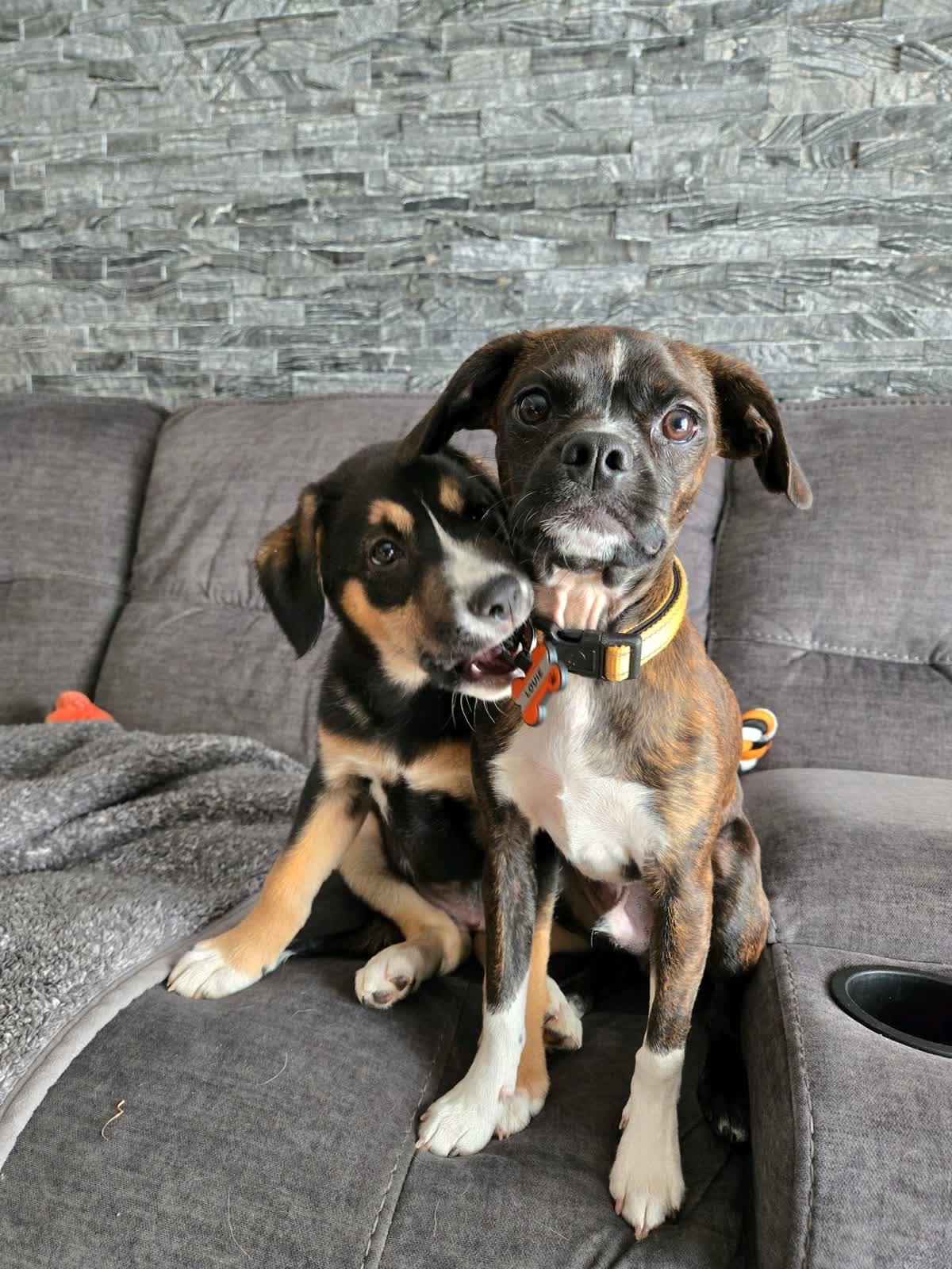 Enlarge Taft, a Adoptable mixed breed in Copiague, NY image 5/6