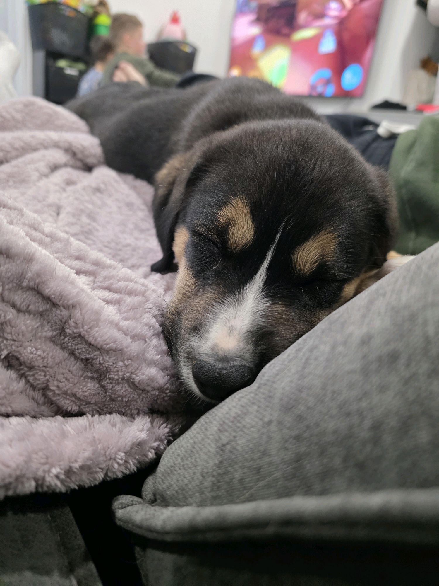 Enlarge Taft, a Adoptable mixed breed in Copiague, NY image 3/6