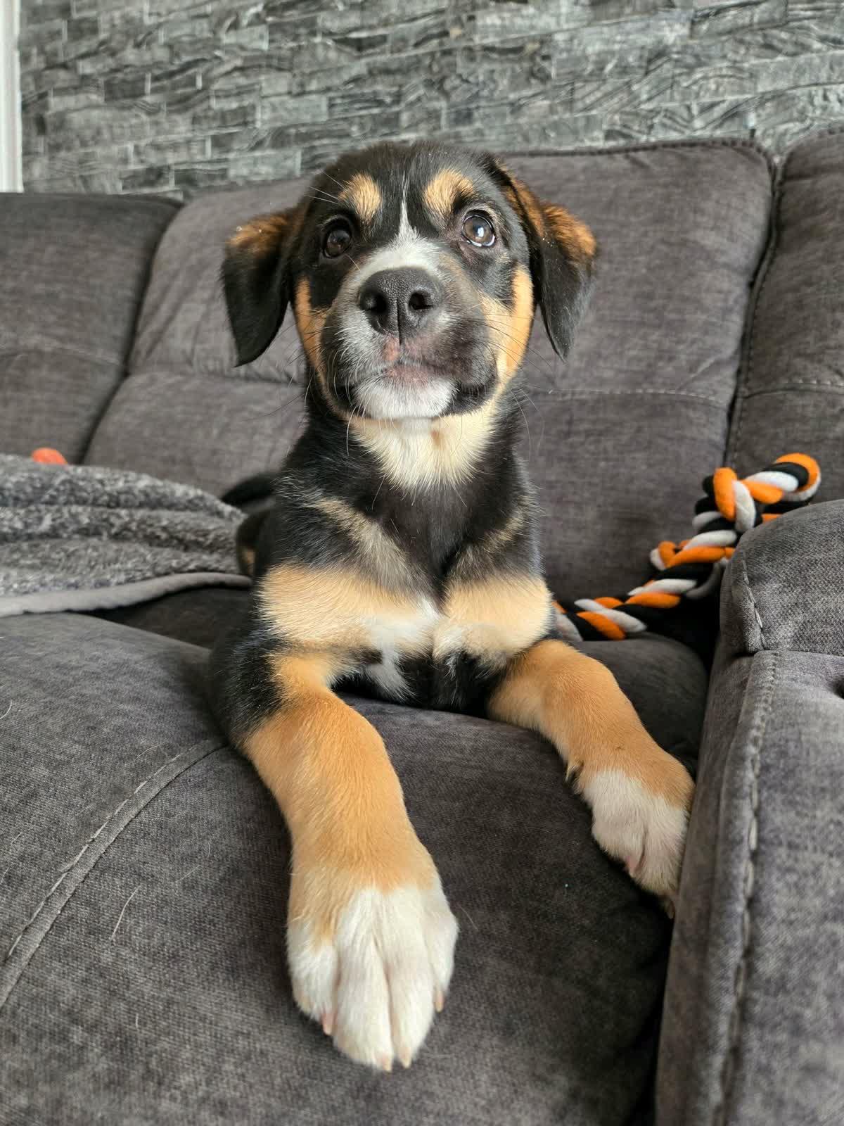 Taft, Adoptable, Puppy Female Border Collie.