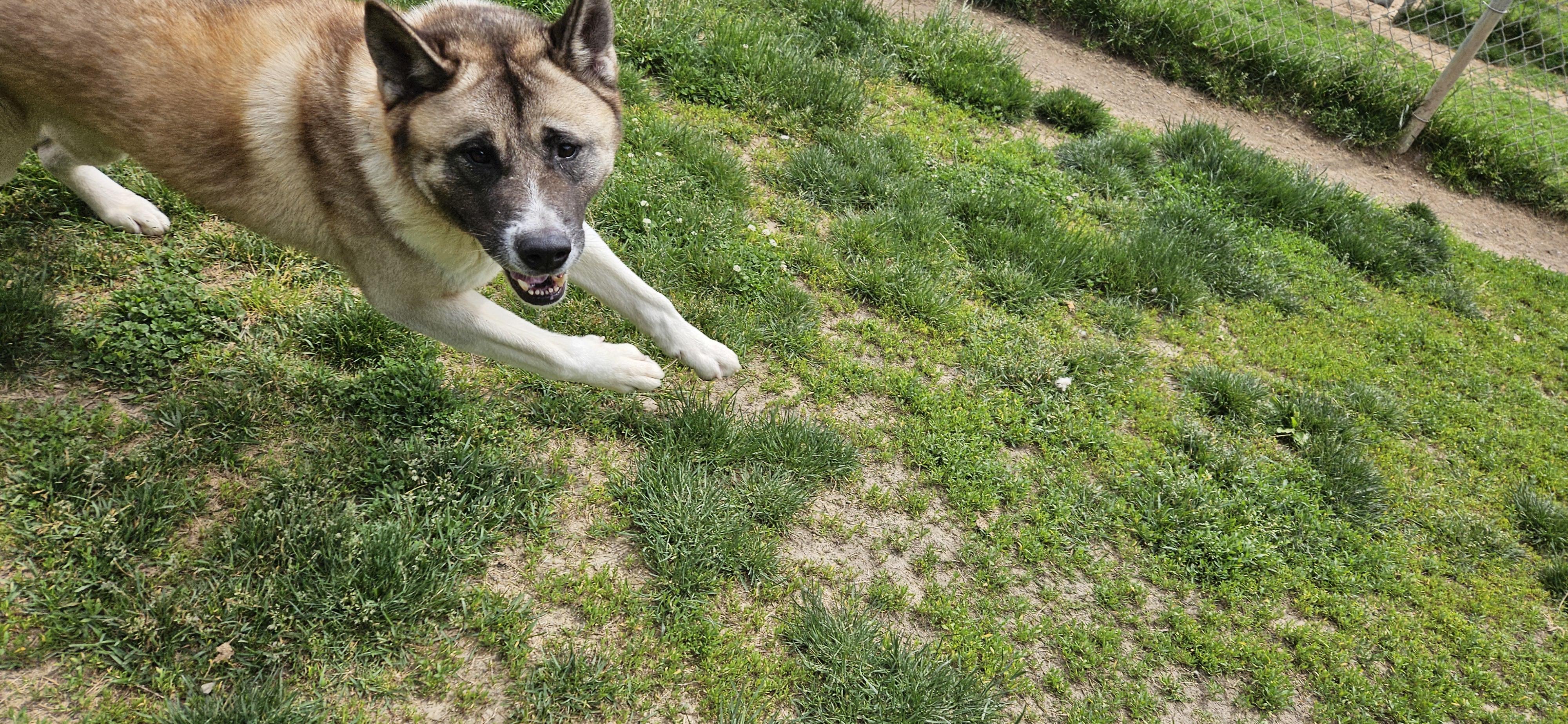 Pepsi, a ADOPTABLE mixed breed in Benton Harbor, MI image 3/4