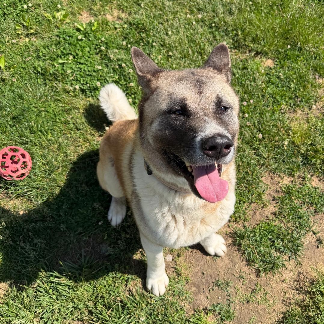 Pepsi, a ADOPTABLE mixed breed in Benton Harbor, MI image 1/4