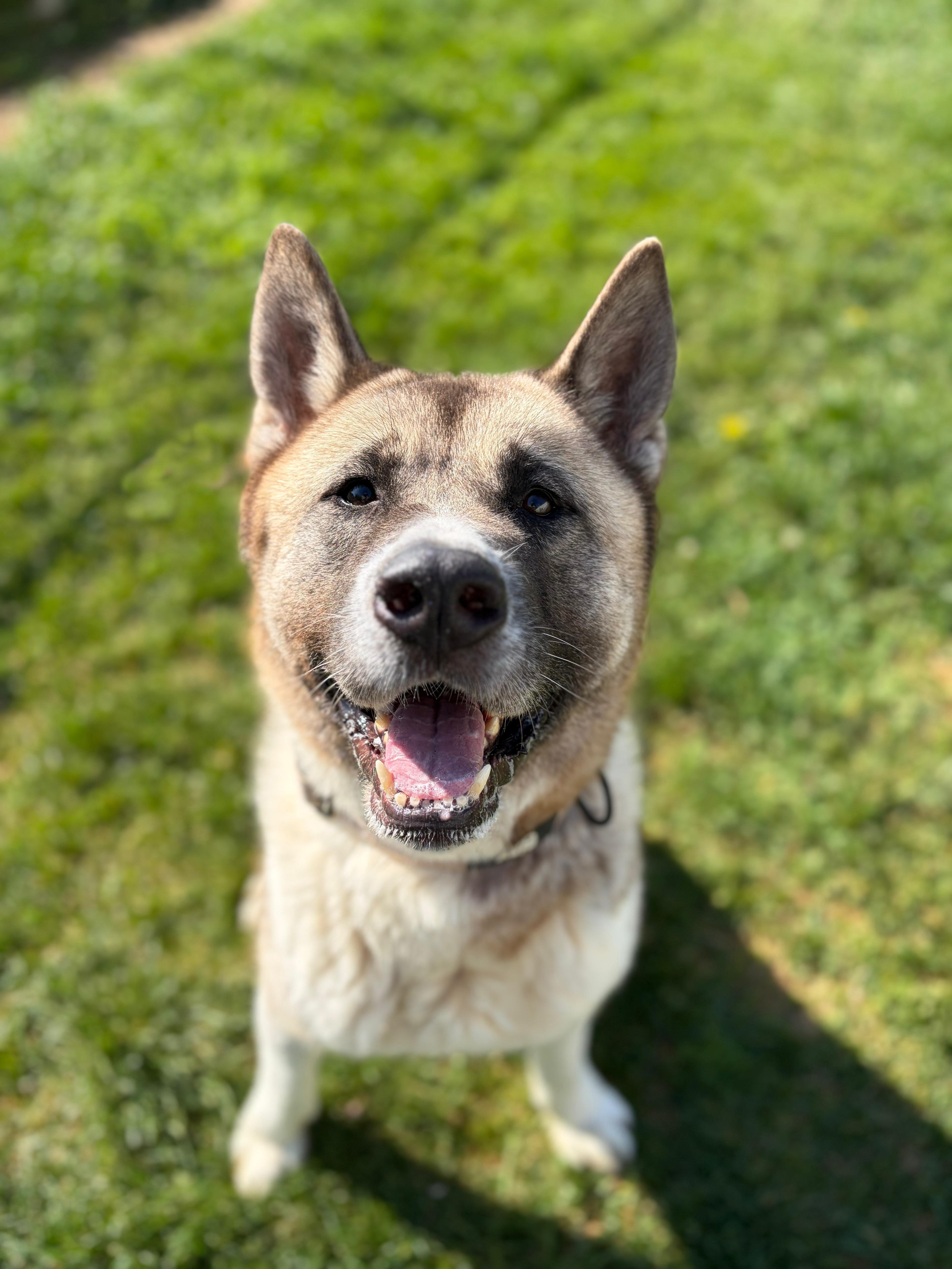 Pepsi, a ADOPTABLE mixed breed in Benton Harbor, MI image 2/4