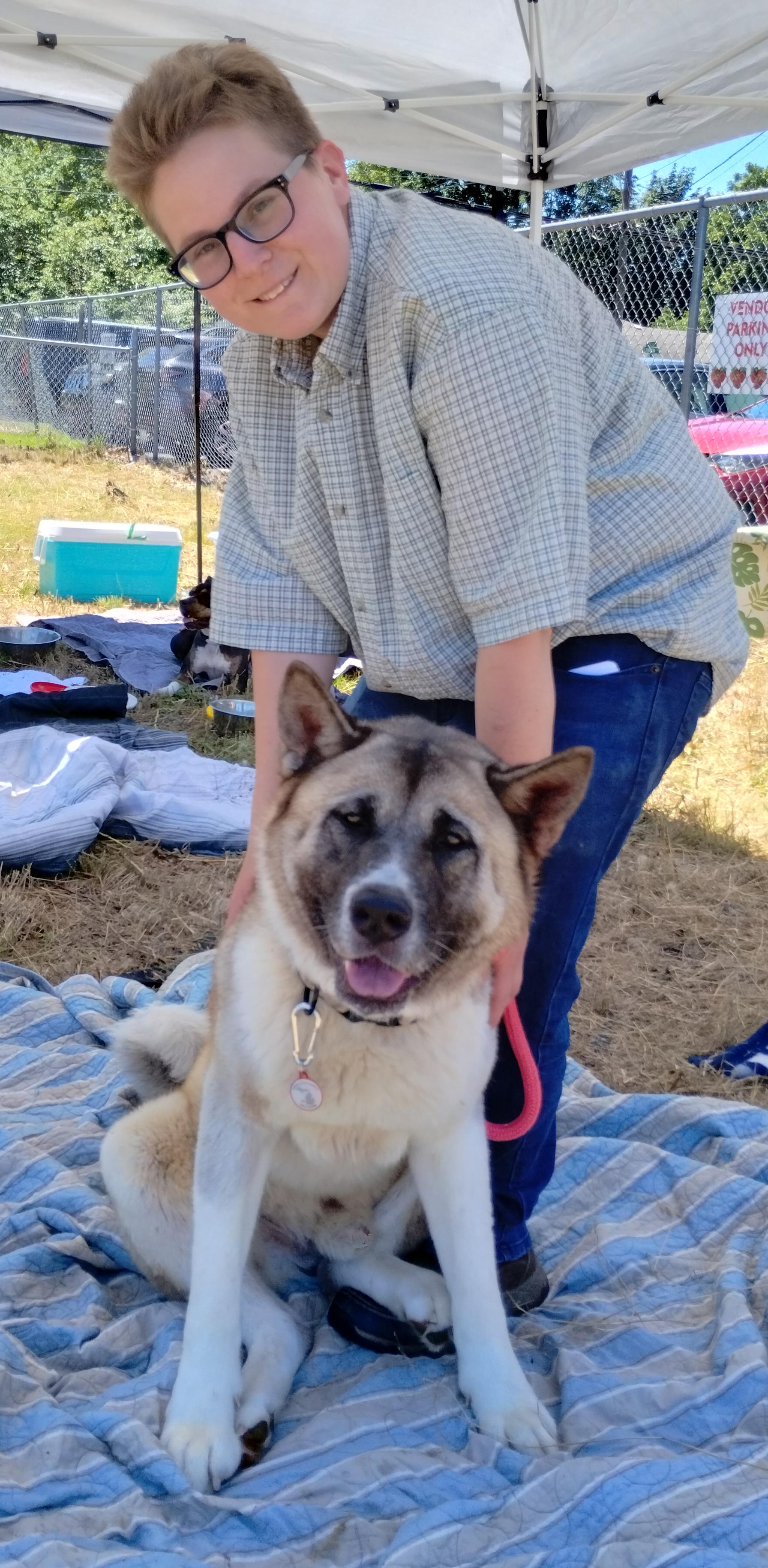 Pepsi, ADOPTABLE, Adult Male Akita.