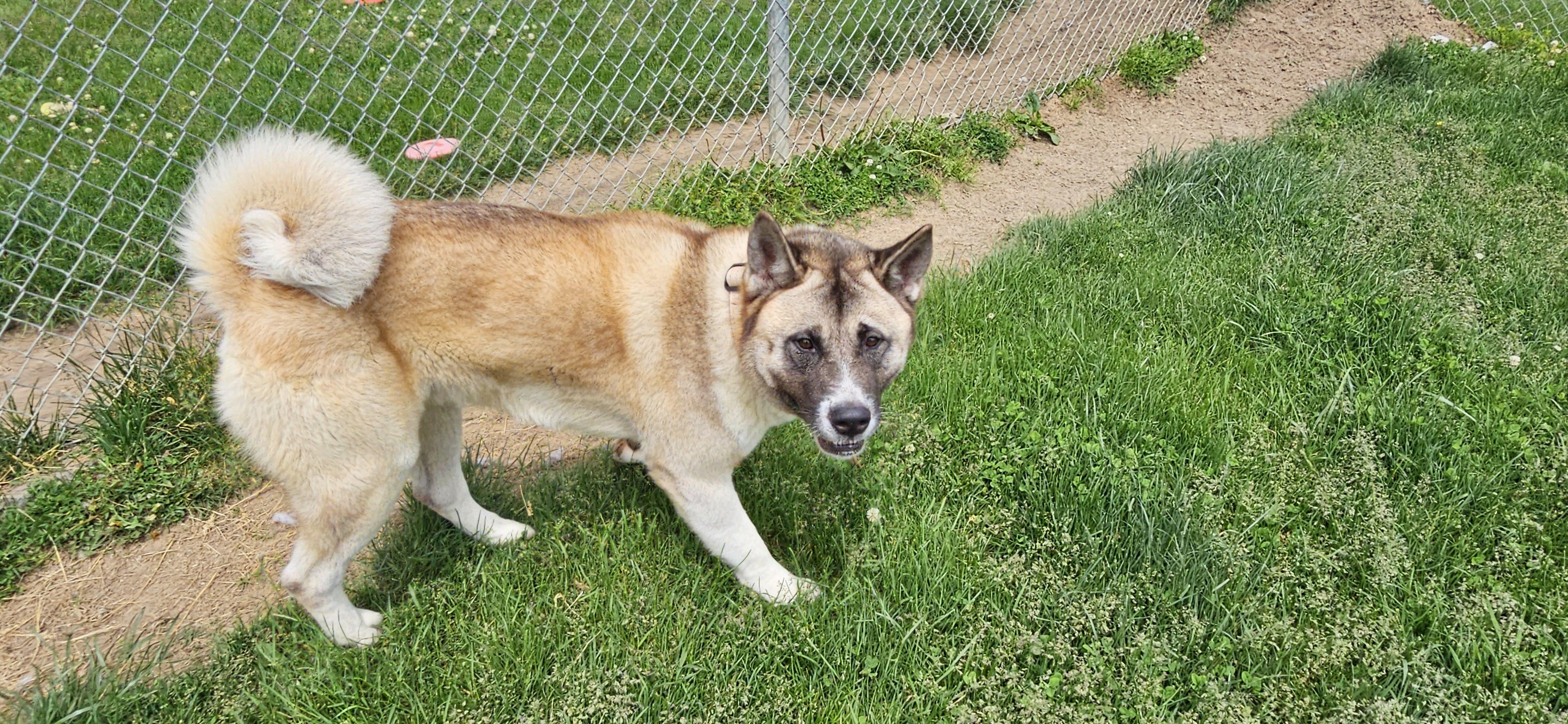 Pepsi, a ADOPTABLE mixed breed in Benton Harbor, MI image 4/4
