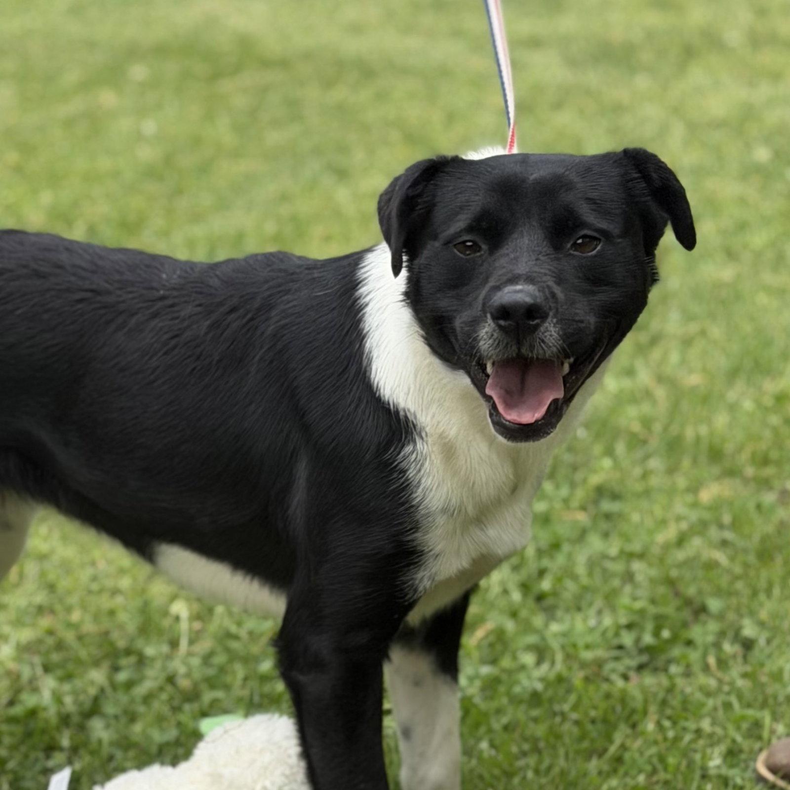 Enlarge BALLENA, a Adoptable mixed breed in Hagerstown, MD image 1/3