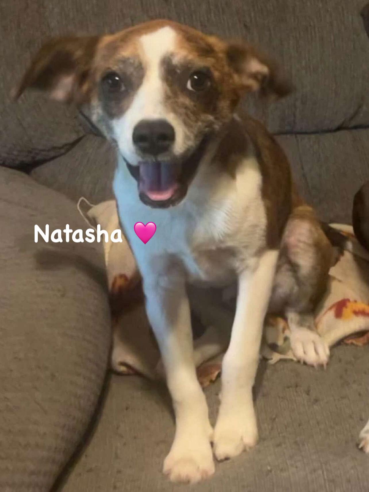 Natasha, a Adoptable mixed breed in Ridgefield, CT image 1/3