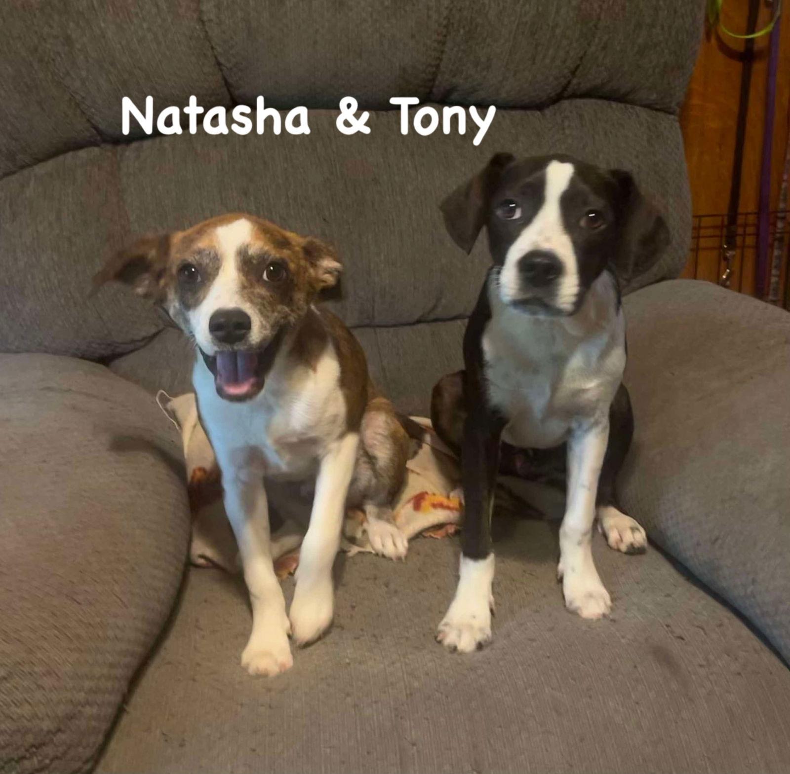 Natasha, a Adoptable mixed breed in Ridgefield, CT image 2/3