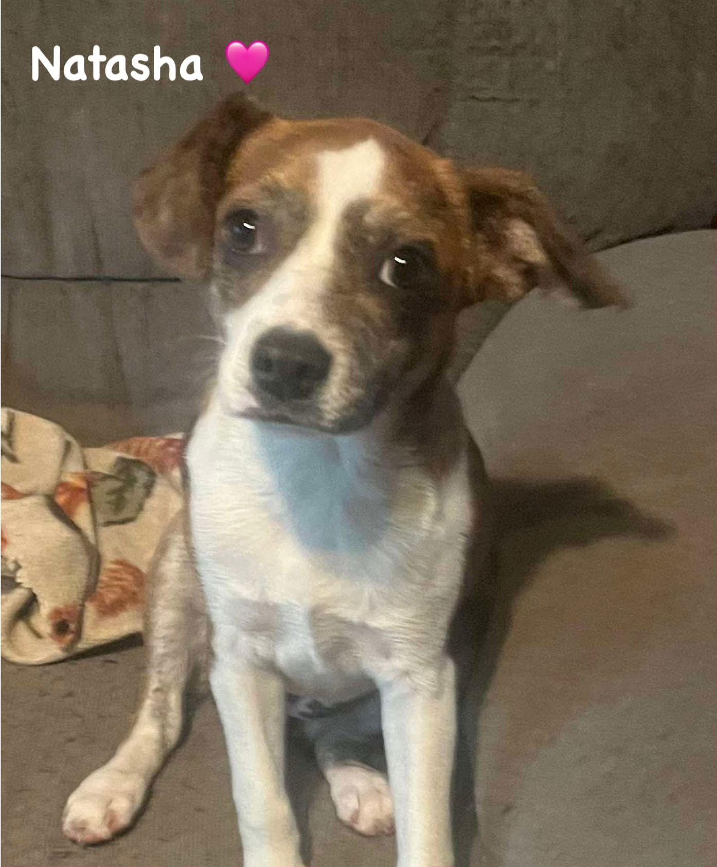 Natasha, a Adoptable mixed breed in Ridgefield, CT image 3/3