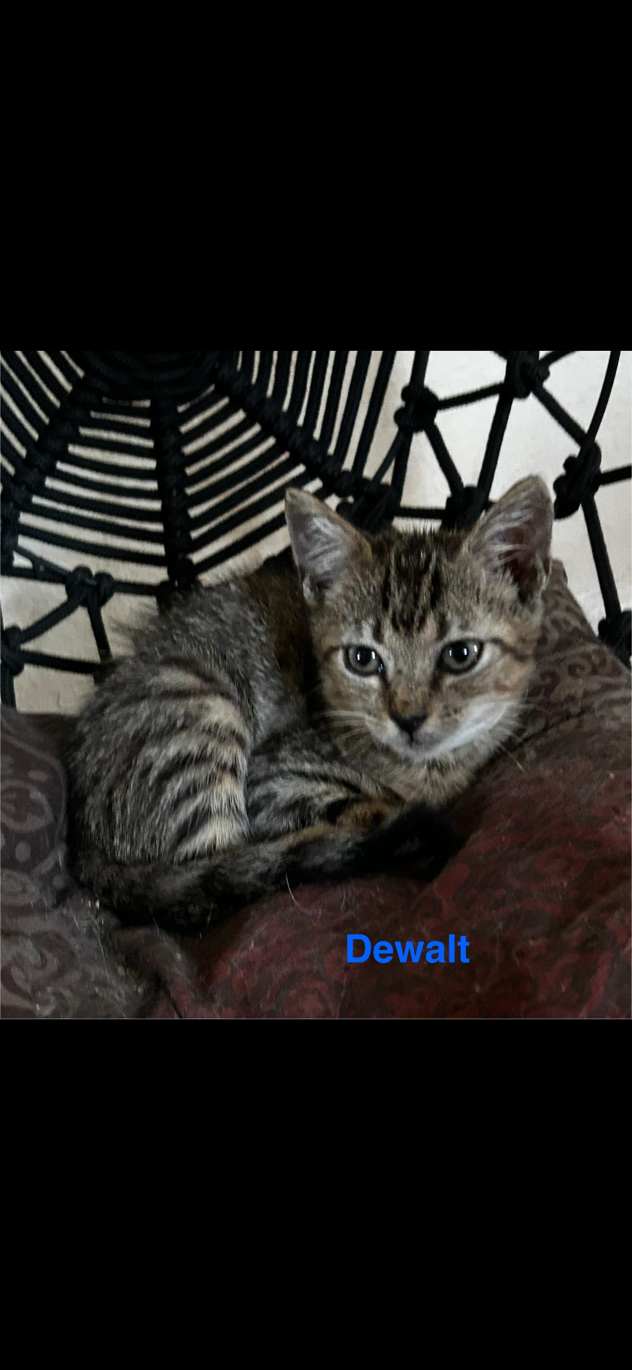 Dewalt, Adoptable, Young Male American Shorthair.