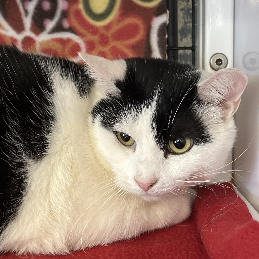 Sally, Adoptable, Adult Female Domestic Short Hair.