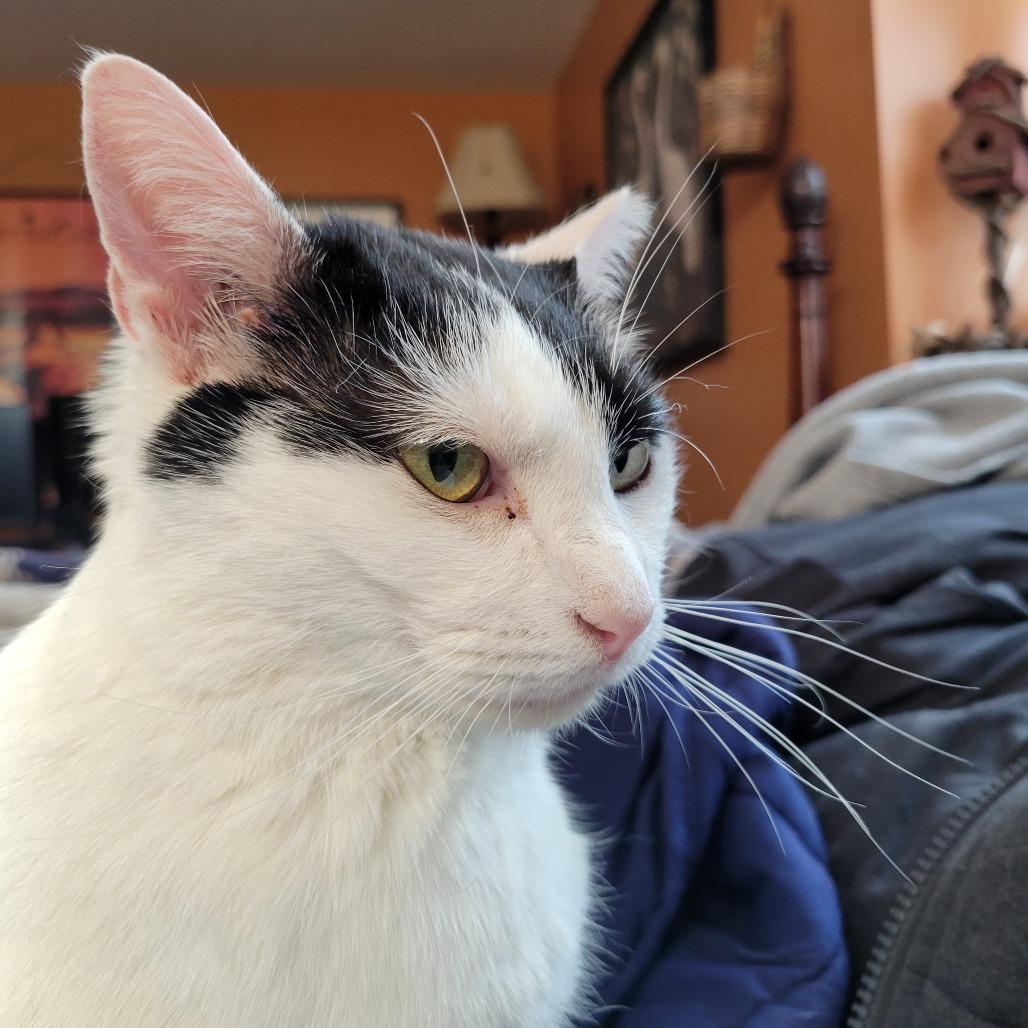 Enlarge Sally, a Adoptable Domestic Short Hair in Ruckersville, VA image 2/4