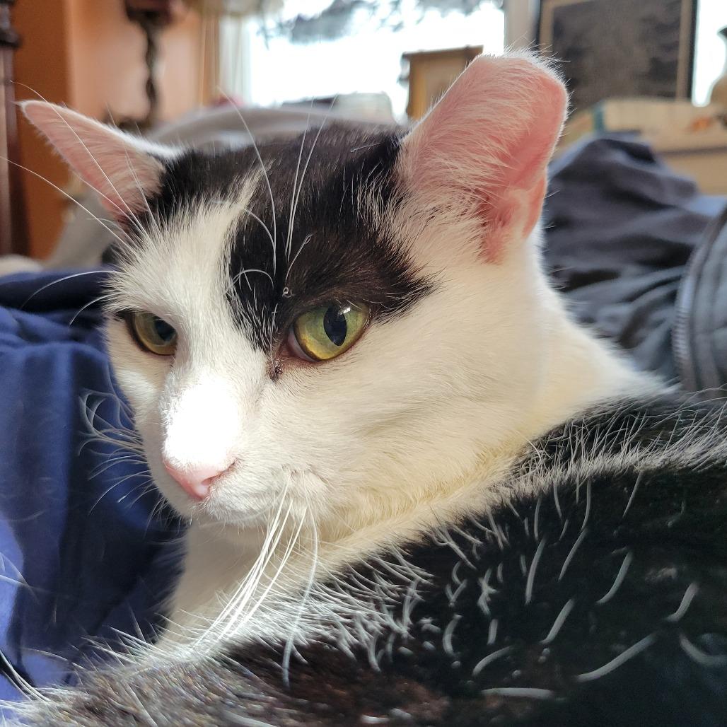 Enlarge Sally, a Adoptable Domestic Short Hair in Ruckersville, VA image 3/4