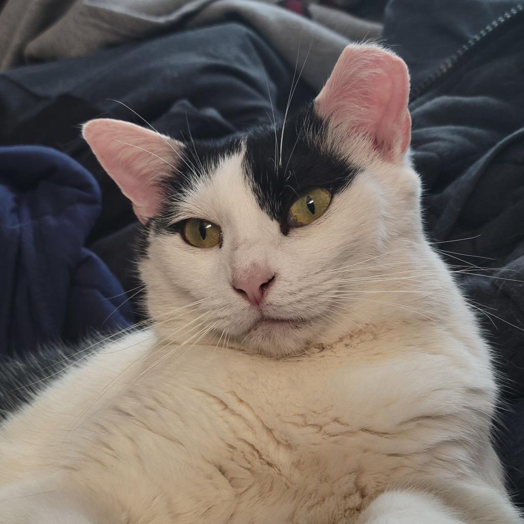 Enlarge Sally, a Adoptable Domestic Short Hair in Ruckersville, VA image 4/4