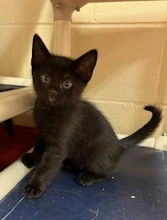 Enlarge Forte, an adopted Domestic Short Hair in Mason City, IA image 1/1