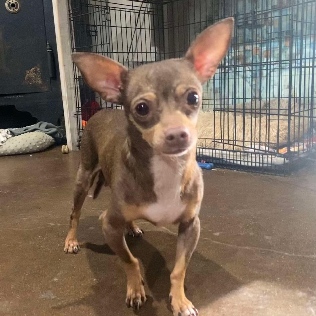 Enlarge Indy (Dallas), a Adoptable Chihuahua in Murphy, TX image 1/5