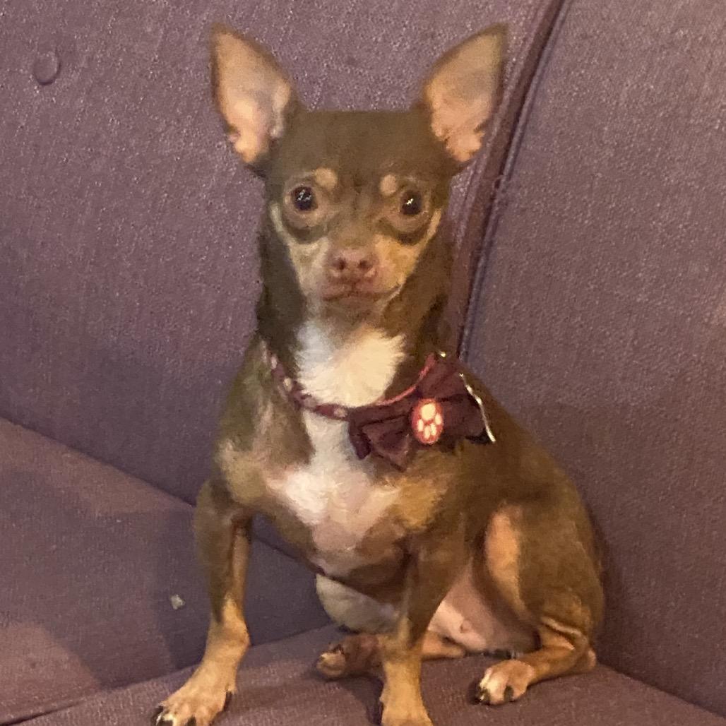 Enlarge Indy (Dallas), a Adoptable Chihuahua in Murphy, TX image 2/5