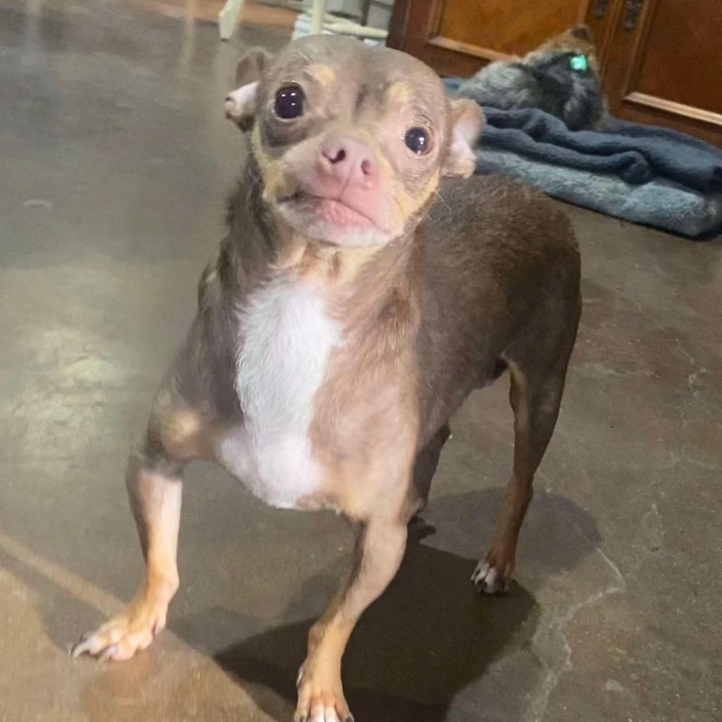Enlarge Indy (Dallas), a Adoptable Chihuahua in Murphy, TX image 4/5