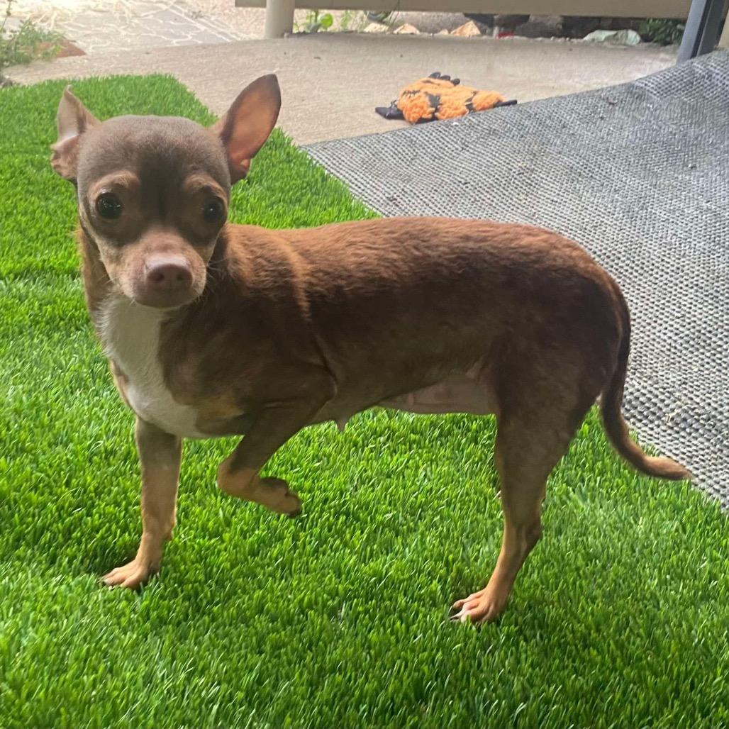 Enlarge Indy (Dallas), a Adoptable Chihuahua in Murphy, TX image 5/5