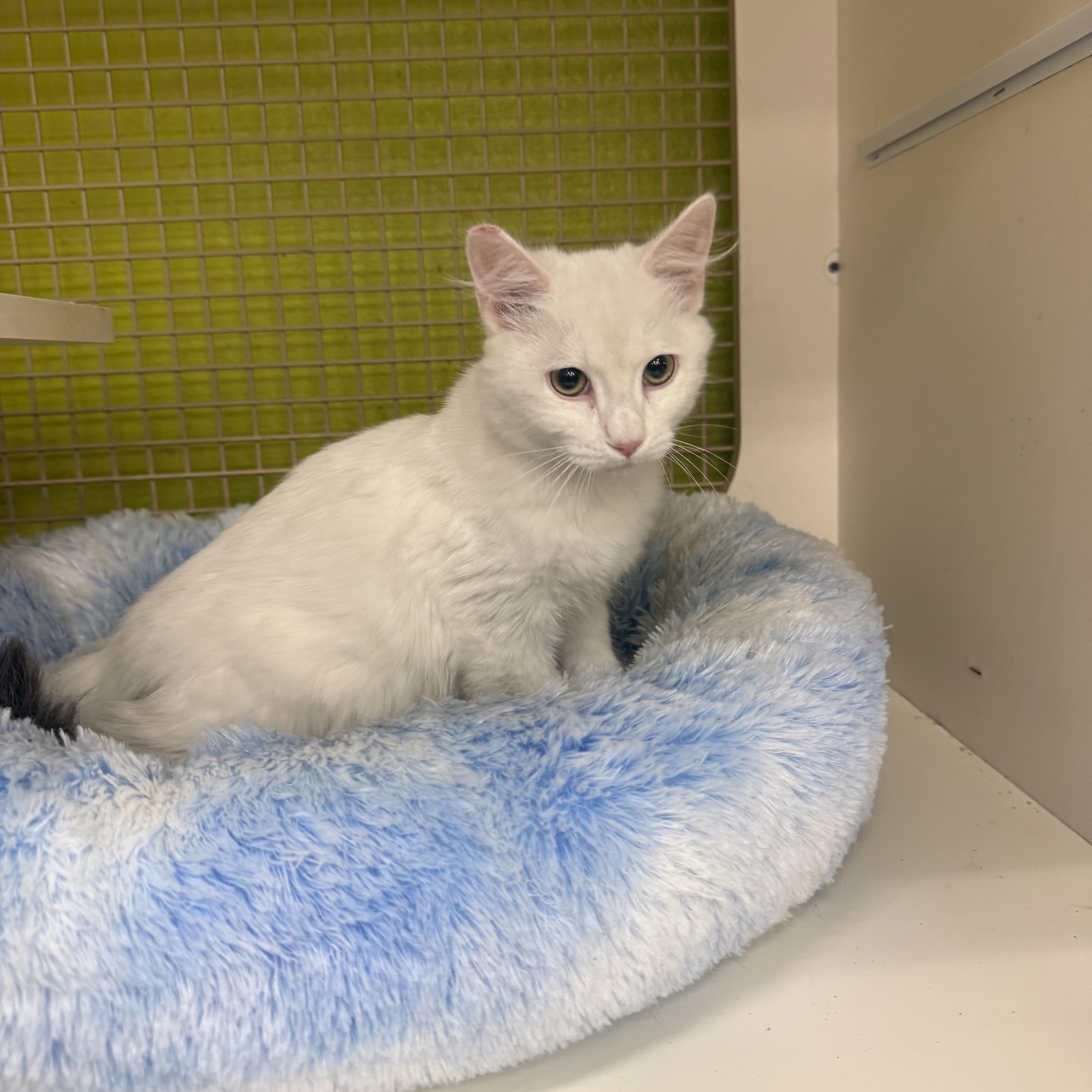 Enlarge Bobsled , an adopted Domestic Medium Hair in Las Vegas, NV image 1/1