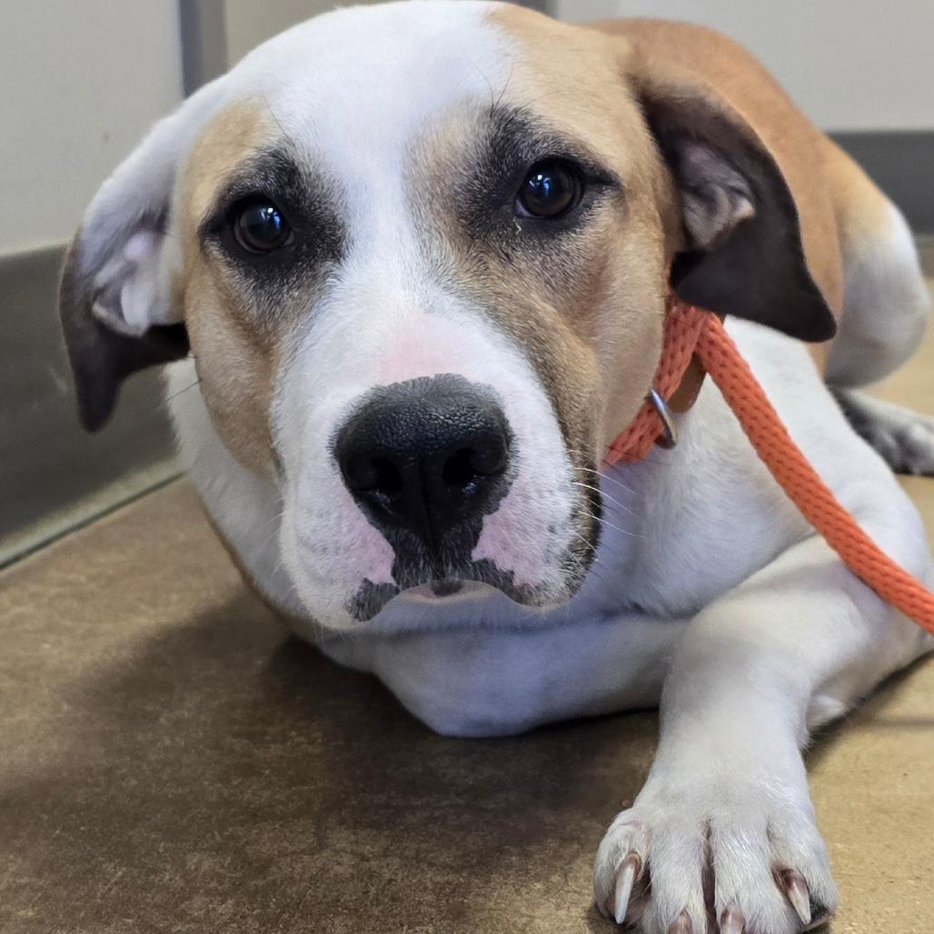 Athena - 010901U, Adoptable, Adult Female Great Pyrenees & Mixed Breed.