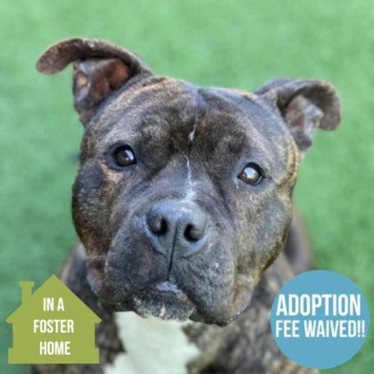 Enlarge Bear, a ADOPTABLE mixed breed in Sacramento, CA image 1/4