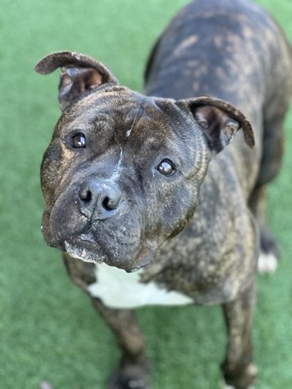 Enlarge Bear, a ADOPTABLE mixed breed in Sacramento, CA image 4/4