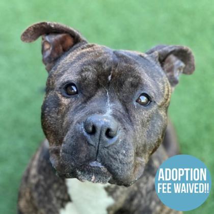 Bear, ADOPTABLE, Adult Male Pit Bull Terrier.