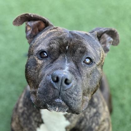 Enlarge Bear, a ADOPTABLE mixed breed in Sacramento, CA image 3/4