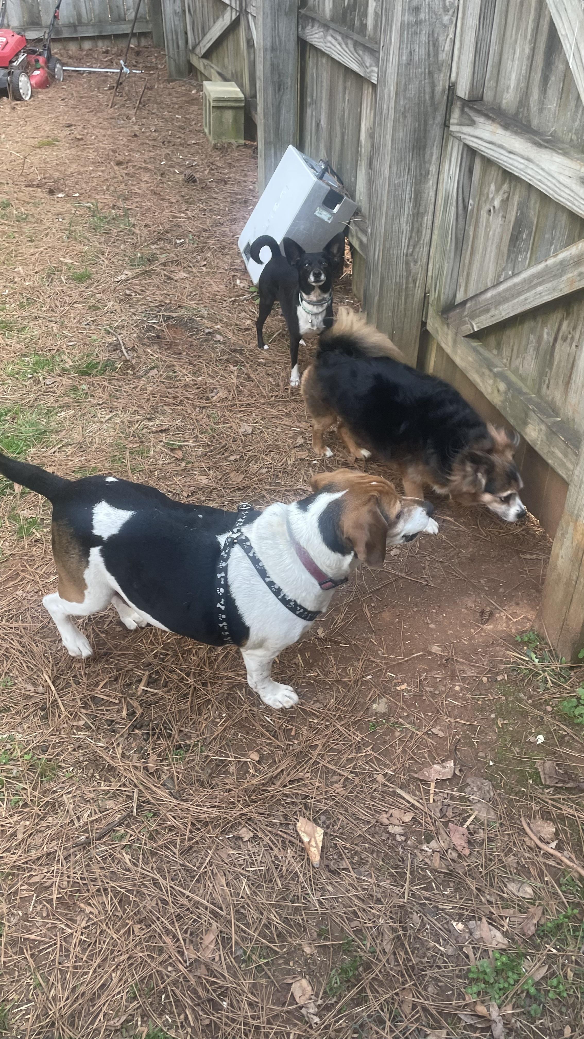 Enlarge Barnaby , an adoptable Beagle in Cary, NC image 5/6